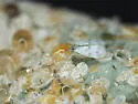 Banded-winged Whitefly - photo 4