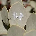 Cottony Manzanita Whitefly