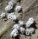 Cottony Manzanita Whitefly - photo 2
