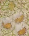 Cottony Manzanita Whitefly - photo 4