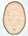 Cottony Manzanita Whitefly - photo 5