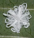 Trialeurodes pergandei