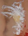 Trialeurodes pergandei - photo 2