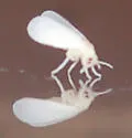 Trialeurodes pergandei - photo 3
