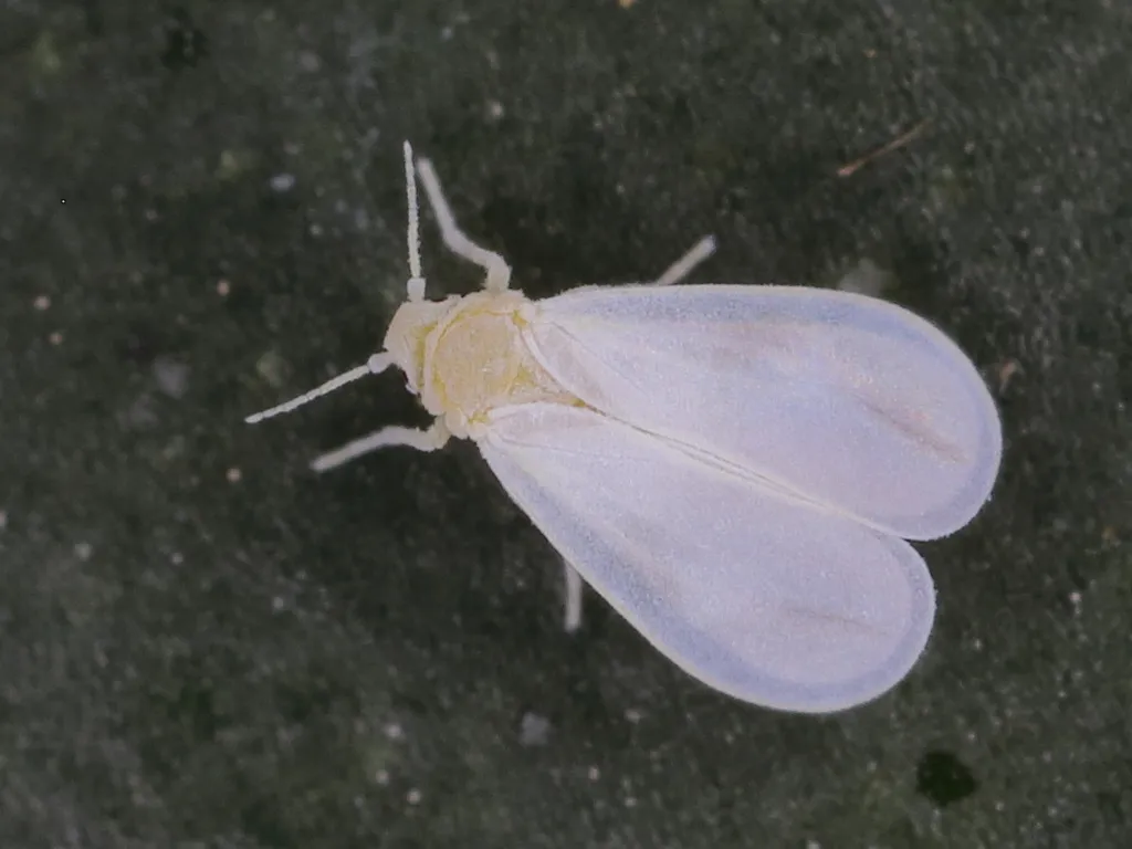 Greenhouse Whitefly - photo 3