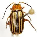 Triariodes vittipennis - photo 2
