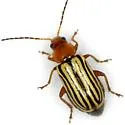 Triariodes vittipennis - photo 3