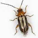 Triariodes vittipennis - photo 4