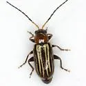 Triariodes vittipennis - photo 5