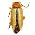 Triarius lividus