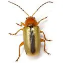 Triarius lividus - photo 2
