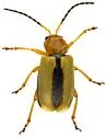 Triarius lividus - photo 3