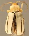Triarius melanolomatus