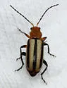 Triarius melanolomatus - photo 2