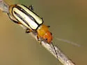 Triarius melanolomatus - photo 3