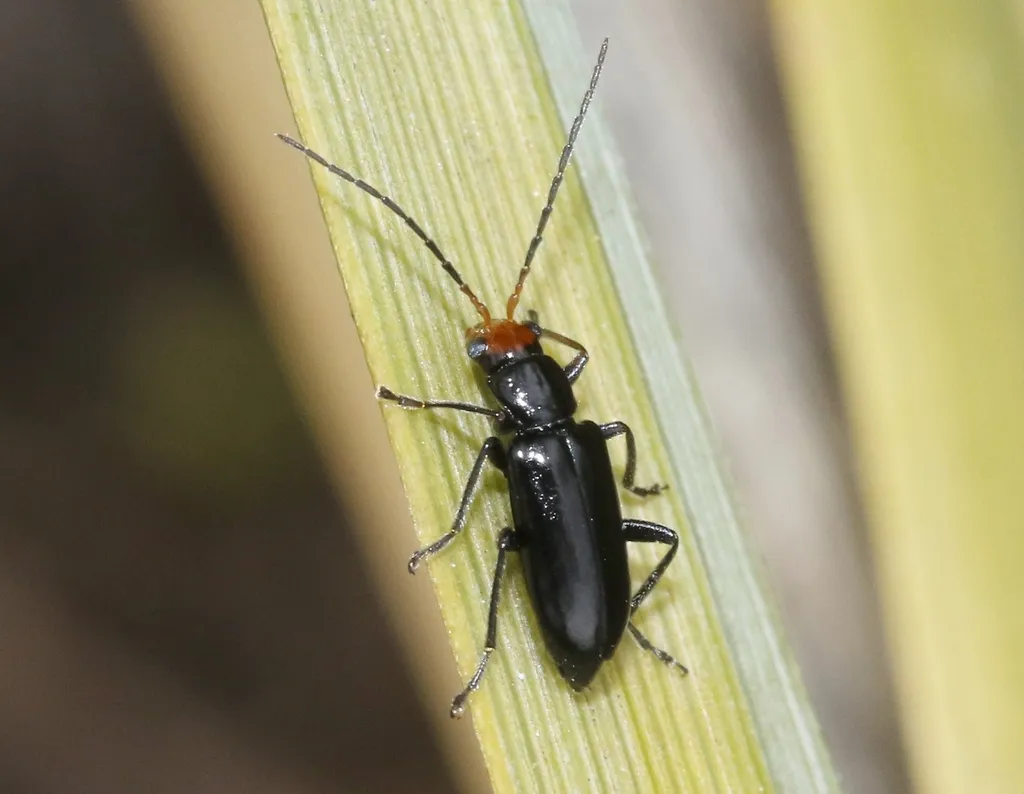 Triarius nigroflavus - photo 2