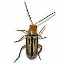 Triarius trivittatus
