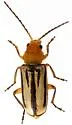 Triarius trivittatus - photo 2