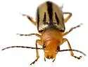 Triarius trivittatus - photo 4