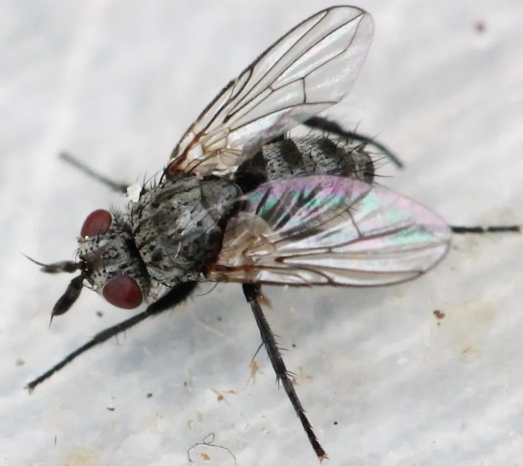 Triarthria setipennis - photo 2