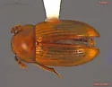 Triarthron lecontei - Triarthron lecontei