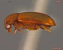 Triarthron lecontei - photo 2