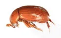 Triarthron lecontei - photo 4