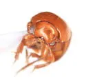 Triarthron lecontei - photo 5
