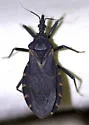 Triatoma indictiva