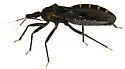 Triatoma indictiva - photo 2