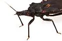 Triatoma indictiva - photo 4