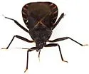 Triatoma indictiva - photo 5