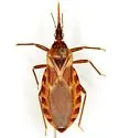 Triatoma lecticularia