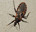 Triatoma lecticularia - photo 2