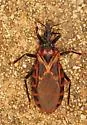 Triatoma lecticularia - photo 3