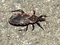 Triatoma lecticularia - photo 4
