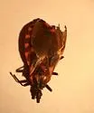 Triatoma lecticularia - photo 5