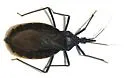 Triatoma recurva