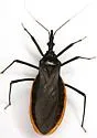 Triatoma recurva - photo 2