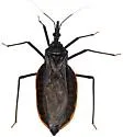 Triatoma recurva - photo 3
