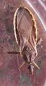 Triatoma rubida - Triatoma rubida