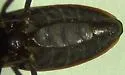 Triatoma rubida - photo 2