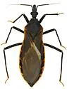 Triatoma rubida - photo 4
