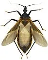 Triatoma rubida - photo 5