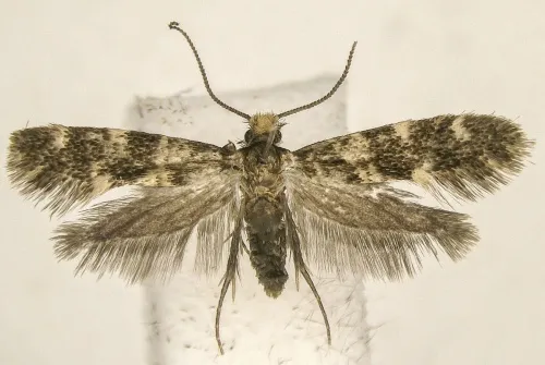 Triaxomasia caprimulgella