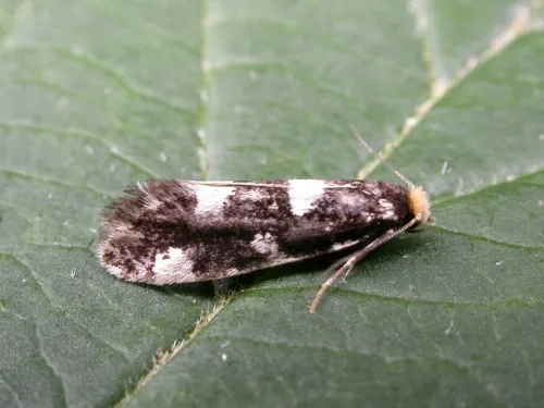 Triaxomera fulvimitrella
