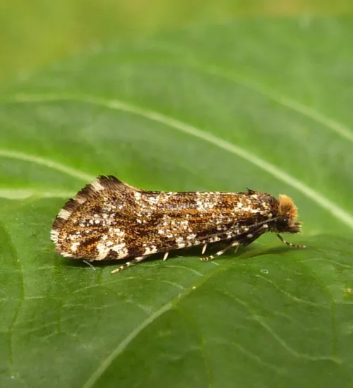 Triaxomera parasitella
