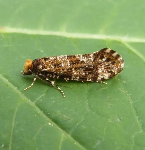 Triaxomera parasitella - photo 2