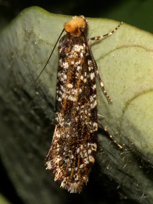 Triaxomera parasitella - photo 3