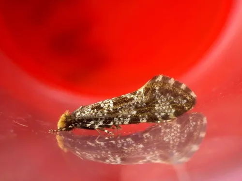 Triaxomera parasitella - photo 4